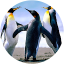 Paul Van Holland profielfoto